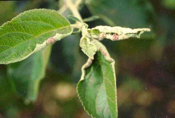 Pests BC Tree Fruit Production Guide